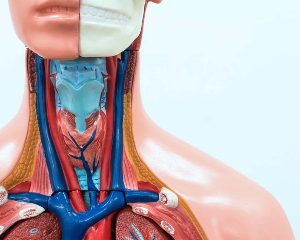 parathyroid